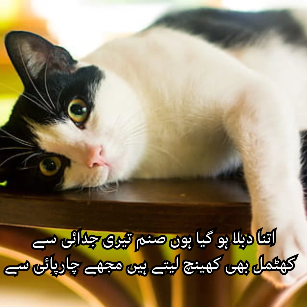 Urdu funny Poetry